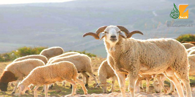 Les règles relatives au Hadye (offrande égorgée lors du pèlerinage)