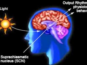Circadian Rhythm While Fasting 1