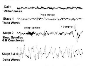 Circadian Rhythm While Fasting 2