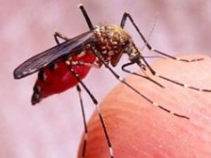 OMS presenta un manual sobre cómo eliminar la malaria